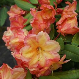 Рододендрон гибридный Макарена