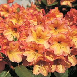 Рододендрон гибридный Макарена