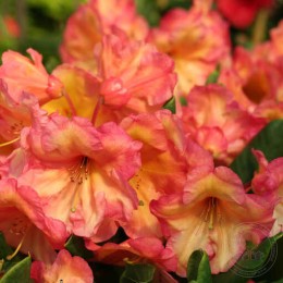 Рододендрон гибридный Макарена