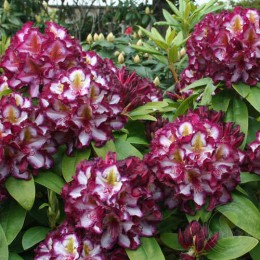 Рододендрон гибридный Пуши Пёрпл