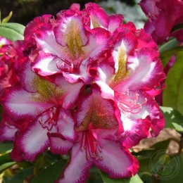 Рододендрон гибридный Пуши Пёрпл