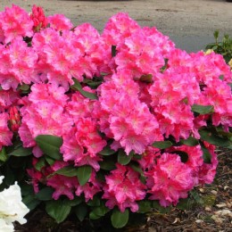 Рододендрон гибридный Карузо