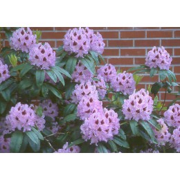 Рододендрон гибридный Блю Питер