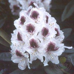 Рододендрон гибридный Сафо