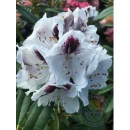 Рододендрон гибридный Сафо