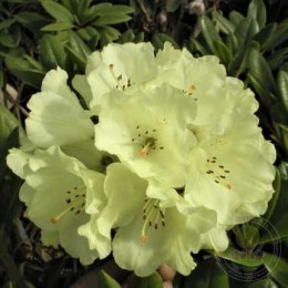 Рододендрон гибридный Голдкроне