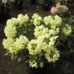 Рододендрон гибридный Голдкроне