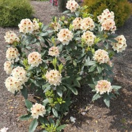 Рододендрон гибридный Орлик