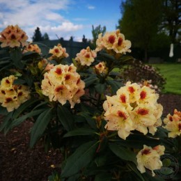Рододендрон гибридный Орлик