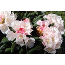 Рододендрон якушиманский Коихиро Вада Клон Робенек