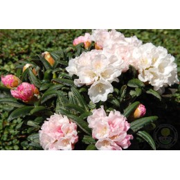 Рододендрон якушиманский Коихиро Вада Клон Робенек