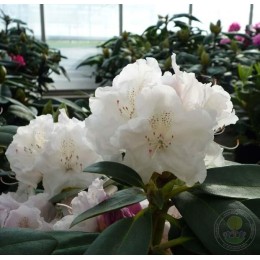 Рододендрон якушиманский Шнеекроне