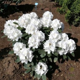 Рододендрон якушиманский Шнеекроне