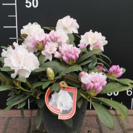 Рододендрон якушиманский Шнеекроне