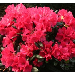 Рододендрон якушиманский Карминкиссен