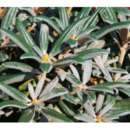 Рододендрон якушиманский Блю Ливз