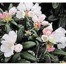 Рододендрон якушиманский Блю Ливз