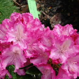 Рододендрон якушиманский Блюреттия