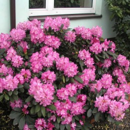 Рододендрон якушиманский Блюреттия