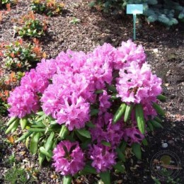 Рододендрон якушиманский Болькен Лагуна