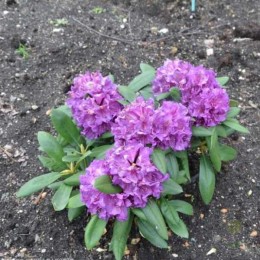 Рододендрон якушиманский Болькен Лагуна