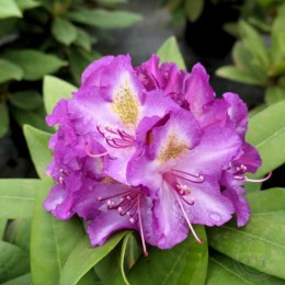 Рододендрон якушиманский Болькен Люпиненбург