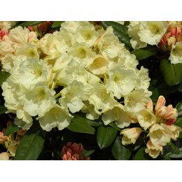 Рододендрон якушиманский Агнета