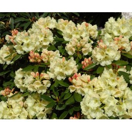 Рододендрон якушиманский Агнета