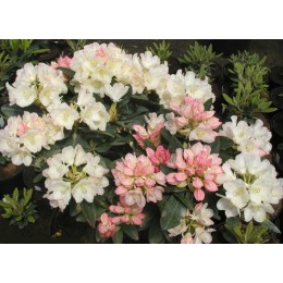 Рододендрон якушиманский Голден Торч