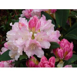 Рододендрон якушиманский Дримленд