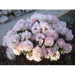 Рододендрон якушиманский Дримленд