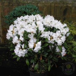 Рододендрон якушиманский Хайдон Велвет