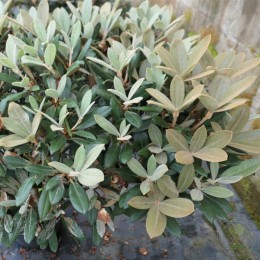 Рододендрон якушиманский Хайдон Велвет