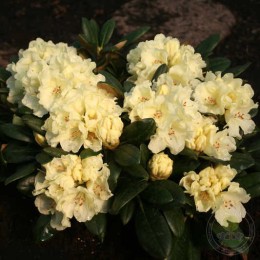 Рододендрон якушиманский Люсинда