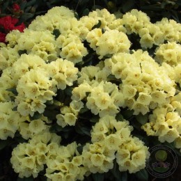 Рододендрон якушиманский Люсинда