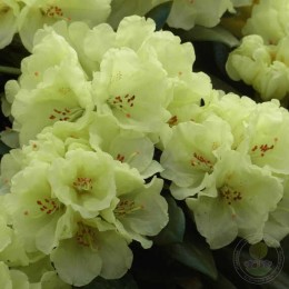 Рододендрон якушиманский Люсинда