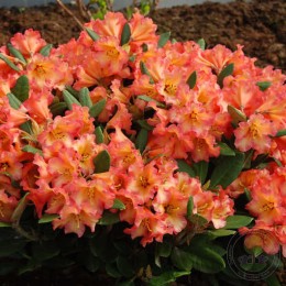 Рододендрон якушиманский Луллабай