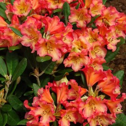 Рододендрон якушиманский Луллабай