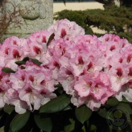 Рододендрон якушиманский Николетта
