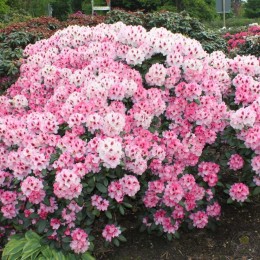 Рододендрон якушиманский Николетта