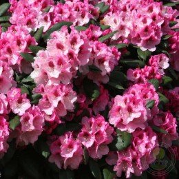 Рододендрон якушиманский Николетта