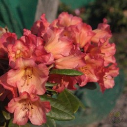 Рододендрон якушиманский Сезонад