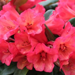 Рододендрон якушиманский Сезонад