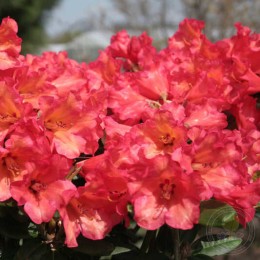Рододендрон якушиманский Сезонад