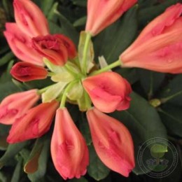 Рододендрон якушиманский Валенсия