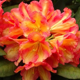 Рододендрон якушиманский Валенсия