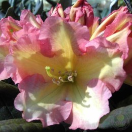 Рододендрон якушиманский Валенсия