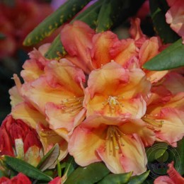 Рододендрон якушиманский Валенсия