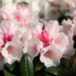 Рододендрон якушиманский Ванна Би