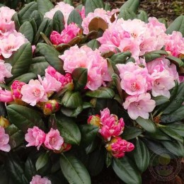 Рододендрон якушиманский Ванна Би